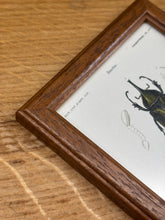 Load image into Gallery viewer, Petit cadre en bois marron planche Scarabée hyllus et Chrysophore par Charles d'Orbigny