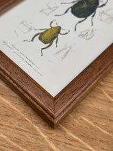 Load image into Gallery viewer, Petit cadre en bois marron planche Scarabée hyllus et Chrysophore par Charles d'Orbigny