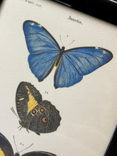 Load image into Gallery viewer, Cadre noir avec planche de lépidoptères : Morpho adonis et Pavonie par Charles d'Orbigny
