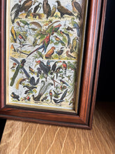 Charger l'image dans la galerie, Petit cadre en bois avec planche naturaliste Oiseaux Larousse 1910