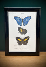 Load image into Gallery viewer, Cadre noir avec planche de lépidoptères : Morpho adonis et Pavonie par Charles d'Orbigny