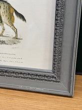 Load image into Gallery viewer, Cadre gris patiné en bois Chacal et Hyène rayée par Charles d'Orbigny