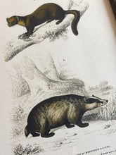 Load image into Gallery viewer, Cadre gris patiné en bois Grand Écureuil du Malabar et Hamster ordinaire par Charles d'Orbigny