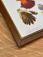 Lade das Bild in den Galerie-Viewer, Cadre en bois avec gravure Mollusques par Charles d'Orbigny