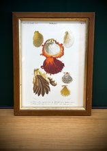 Lade das Bild in den Galerie-Viewer, Cadre en bois avec gravure Mollusques par Charles d'Orbigny
