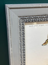 Load image into Gallery viewer, Cadre gris patiné en bois Chacal et Hyène rayée par Charles d'Orbigny