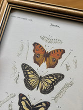 Load image into Gallery viewer, Cadre doré illustration de papillons / Danaïde, Vanesse et Argynne par Charles d'Orbigny