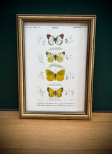 Lade das Bild in den Galerie-Viewer, Cadre doré illustration papillons Anthocharis Eupompe Zégris Euphème Rhodocère par d'Orbigny