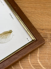 Lade das Bild in den Galerie-Viewer, Cadre en bois avec gravure Mollusques par Charles d'Orbigny