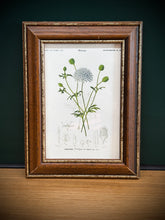Načíst obrázek do prohlížeče Galerie, Petit cadre en bois avec planche botanique Didisque bleu par Charles d'Orbigny