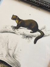 Load image into Gallery viewer, Cadre gris patiné en bois Grand Écureuil du Malabar et Hamster ordinaire par Charles d'Orbigny
