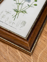 Načíst obrázek do prohlížeče Galerie, Petit cadre en bois avec planche botanique Didisque bleu par Charles d'Orbigny