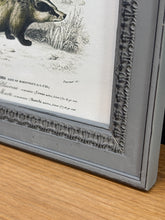 Load image into Gallery viewer, Cadre gris patiné en bois Grand Écureuil du Malabar et Hamster ordinaire par Charles d'Orbigny