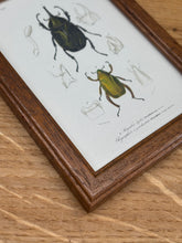 Load image into Gallery viewer, Petit cadre en bois marron planche Scarabée hyllus et Chrysophore par Charles d'Orbigny