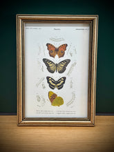 Load image into Gallery viewer, Cadre doré illustration de papillons / Danaïde, Vanesse et Argynne par Charles d'Orbigny