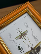 Načíst obrázek do prohlížeče Galerie, Petit cadre en bois illustration Truxale vermillon Criquets Tetrix par d'Orbigny