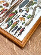 Cargar imagen en el visor de la galería, Cadre en bois avec illustration Plumes Larousse 1910 Histoire Naturelle