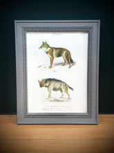 Load image into Gallery viewer, Cadre gris patiné en bois Chacal et Hyène rayée par Charles d'Orbigny