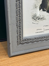 Load image into Gallery viewer, Cadre gris patiné en bois Grand Écureuil du Malabar et Hamster ordinaire par Charles d'Orbigny