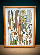 Cargar imagen en el visor de la galería, Cadre en bois avec illustration Plumes Larousse 1910 Histoire Naturelle