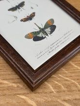 Load image into Gallery viewer, Petit cadre en bois marron planche ancienne d'insectes Hémiptères et Pyrophore par Charles d'Orbigny