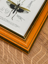 Načíst obrázek do prohlížeče Galerie, Petit cadre en bois illustration Truxale vermillon Criquets Tetrix par d'Orbigny
