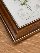 Načíst obrázek do prohlížeče Galerie, Petit cadre en bois avec planche botanique Didisque bleu par Charles d'Orbigny