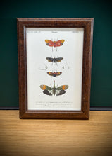 Load image into Gallery viewer, Petit cadre en bois marron planche ancienne d'insectes Hémiptères et Pyrophore par Charles d'Orbigny