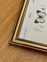 Lade das Bild in den Galerie-Viewer, Cadre doré illustration papillons Anthocharis Eupompe Zégris Euphème Rhodocère par d'Orbigny