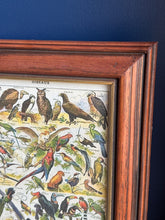 Charger l'image dans la galerie, Petit cadre en bois avec planche naturaliste Oiseaux Larousse 1910