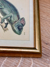 Load image into Gallery viewer, Petit cadre doré Caméléon verruqueux et du Caméléon du Sénégal par André-Marie-Constant Duméril