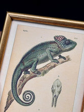 Load image into Gallery viewer, Petit cadre doré Caméléon verruqueux et du Caméléon du Sénégal par André-Marie-Constant Duméril