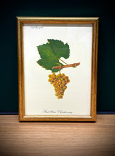 Charger l'image dans la galerie, Petit cadre en bois doré Pinot blanc Chardonnay : Planche de raisin ancienne Ampélographie