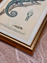 Load image into Gallery viewer, Petit cadre doré Caméléon verruqueux et du Caméléon du Sénégal par André-Marie-Constant Duméril