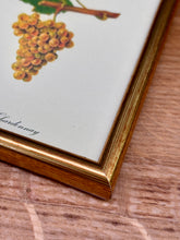 Charger l'image dans la galerie, Petit cadre en bois doré Pinot blanc Chardonnay : Planche de raisin ancienne Ampélographie