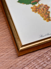Charger l'image dans la galerie, Petit cadre en bois doré Pinot blanc Chardonnay : Planche de raisin ancienne Ampélographie