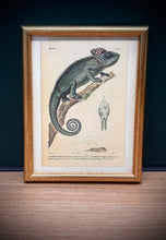 Load image into Gallery viewer, Petit cadre doré Caméléon verruqueux et du Caméléon du Sénégal par André-Marie-Constant Duméril