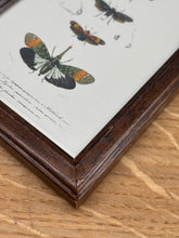 Load image into Gallery viewer, Petit cadre en bois marron planche ancienne d'insectes Hémiptères et Pyrophore par Charles d'Orbigny
