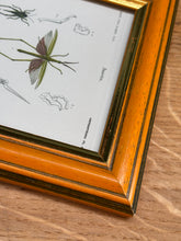 Načíst obrázek do prohlížeče Galerie, Petit cadre en bois illustration Truxale vermillon Criquets Tetrix par d'Orbigny
