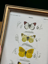 Charger l'image dans la galerie, Cadre doré illustration papillons Anthocharis Eupompe Zégris Euphème Rhodocère par d'Orbigny
