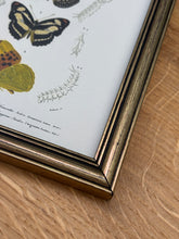 Load image into Gallery viewer, Cadre doré illustration de papillons / Danaïde, Vanesse et Argynne par Charles d'Orbigny
