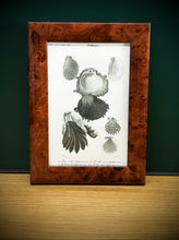 Načíst obrázek do prohlížeče Galerie, Petit cadre en bois avec gravure Mollusques par Charles d'Orbigny
