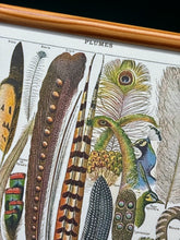 Afbeelding in Gallery-weergave laden, Cadre en bois avec illustration Plumes Larousse 1910 Histoire Naturelle
