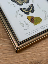 Load image into Gallery viewer, Cadre doré illustration de papillons / Danaïde, Vanesse et Argynne par Charles d'Orbigny
