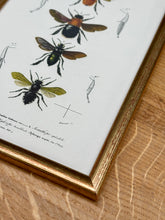 Charger l'image dans la galerie, Cadre doré vintage avec planche entomologique ancienne du Bourdon de Dahlbom par d'Orbigny
