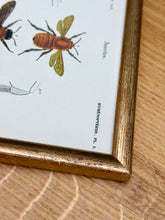 Charger l'image dans la galerie, Cadre doré vintage avec planche entomologique ancienne du Bourdon de Dahlbom par d'Orbigny
