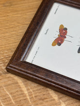 Load image into Gallery viewer, Petit cadre en bois marron planche ancienne d'insectes Hémiptères et Pyrophore par Charles d'Orbigny
