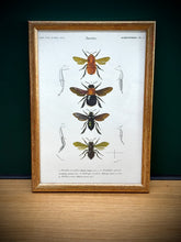 Charger l'image dans la galerie, Cadre doré vintage avec planche entomologique ancienne du Bourdon de Dahlbom par d'Orbigny
