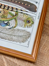 Afbeelding in Gallery-weergave laden, Cadre en bois avec illustration Plumes Larousse 1910 Histoire Naturelle
