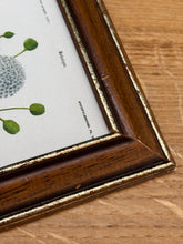 Lade das Bild in den Galerie-Viewer, Petit cadre en bois avec planche botanique Didisque bleu par Charles d'Orbigny
